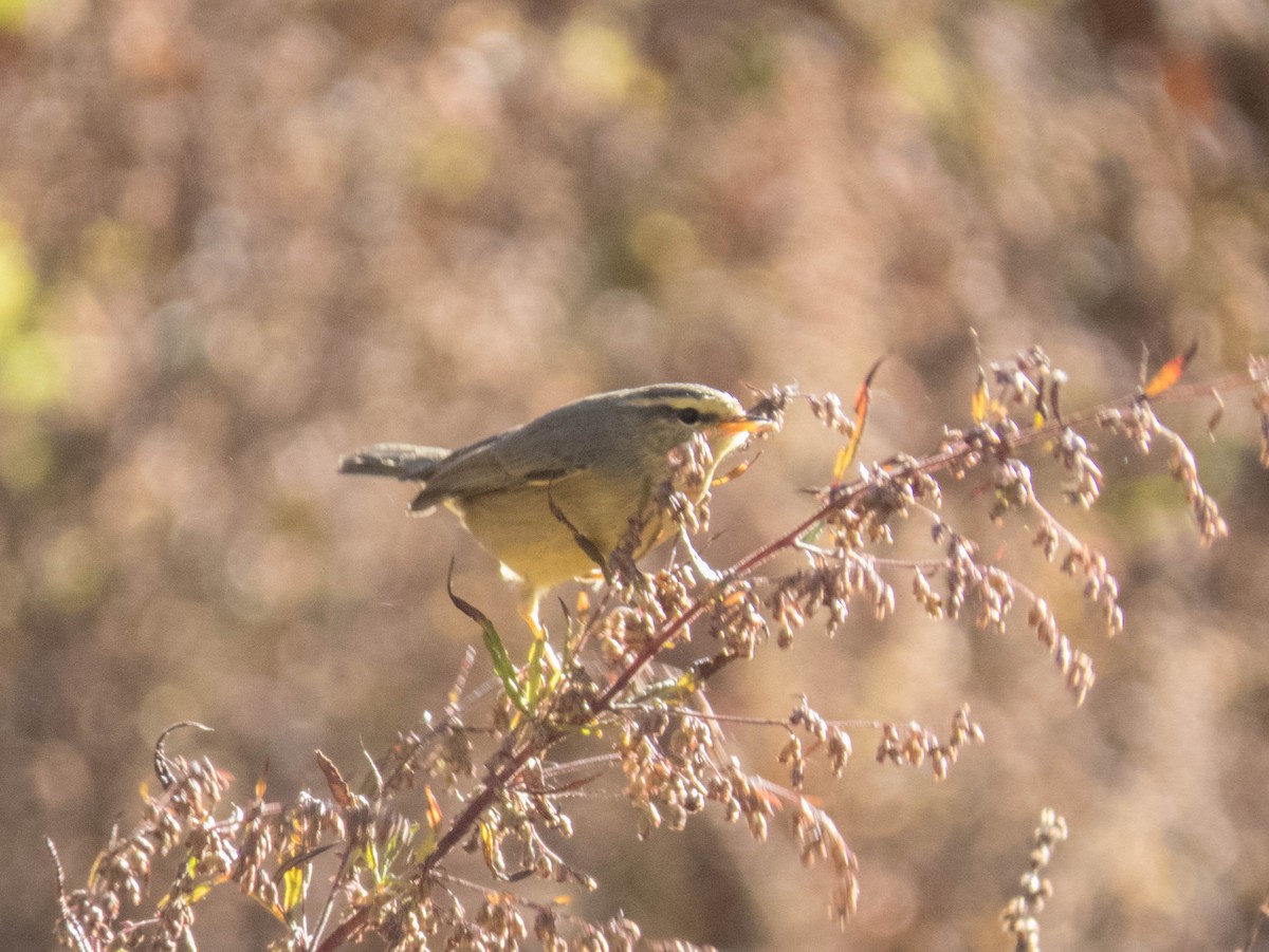 Himalajalaubsänger (affinis/perflavus) - ML627946274