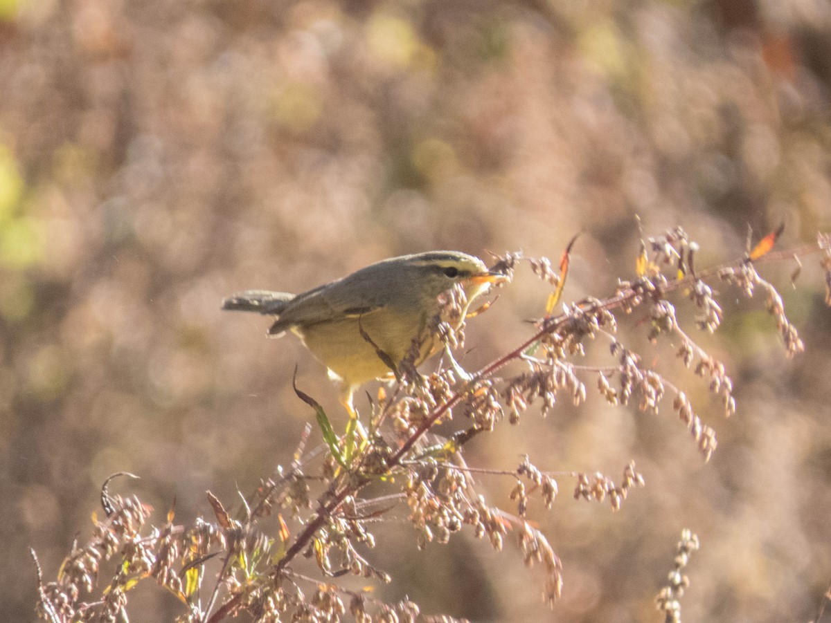 キバラムシクイ（affinis/perflavus） - ML627946274