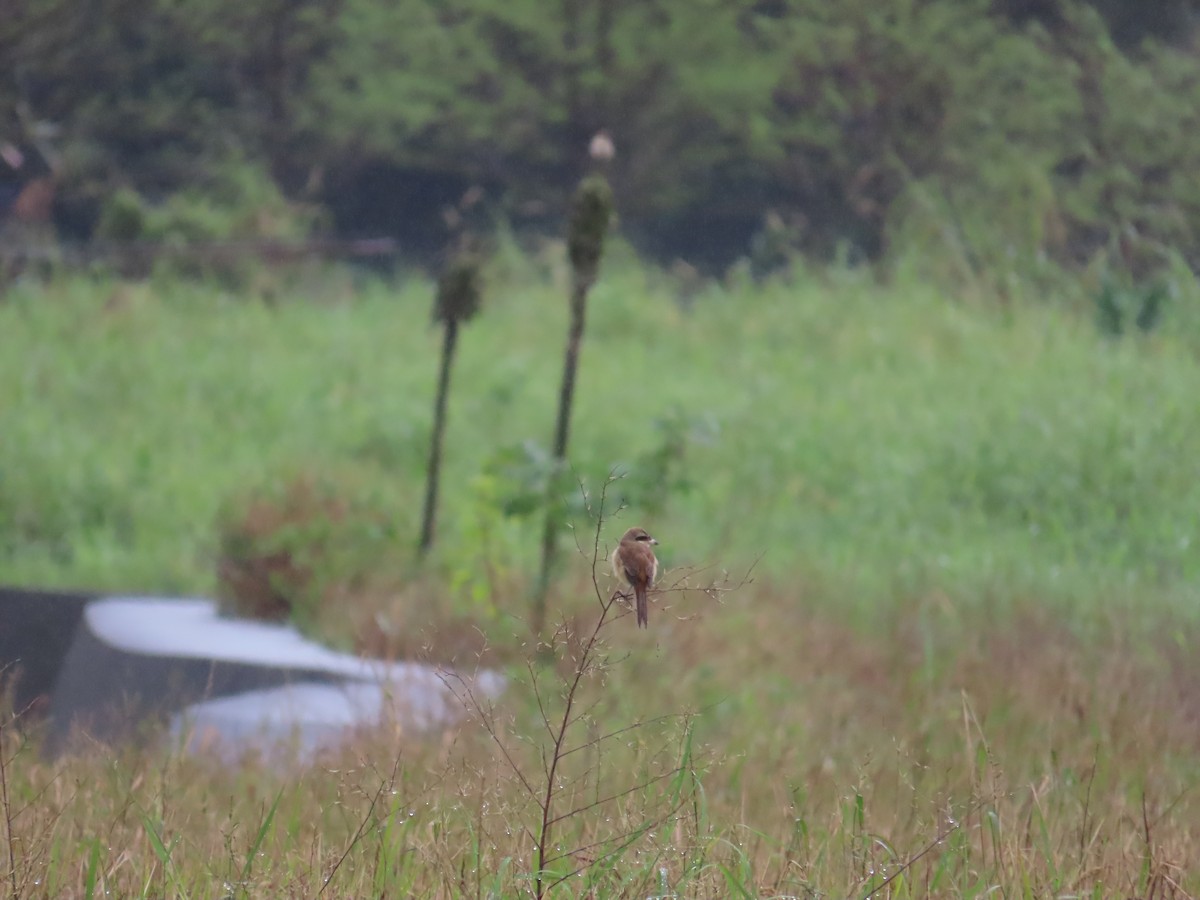 Brown Shrike (Brown) - ML627946294