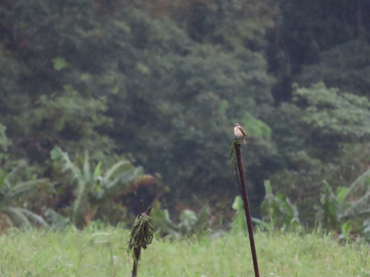 Brown Shrike (Brown) - ML627946309