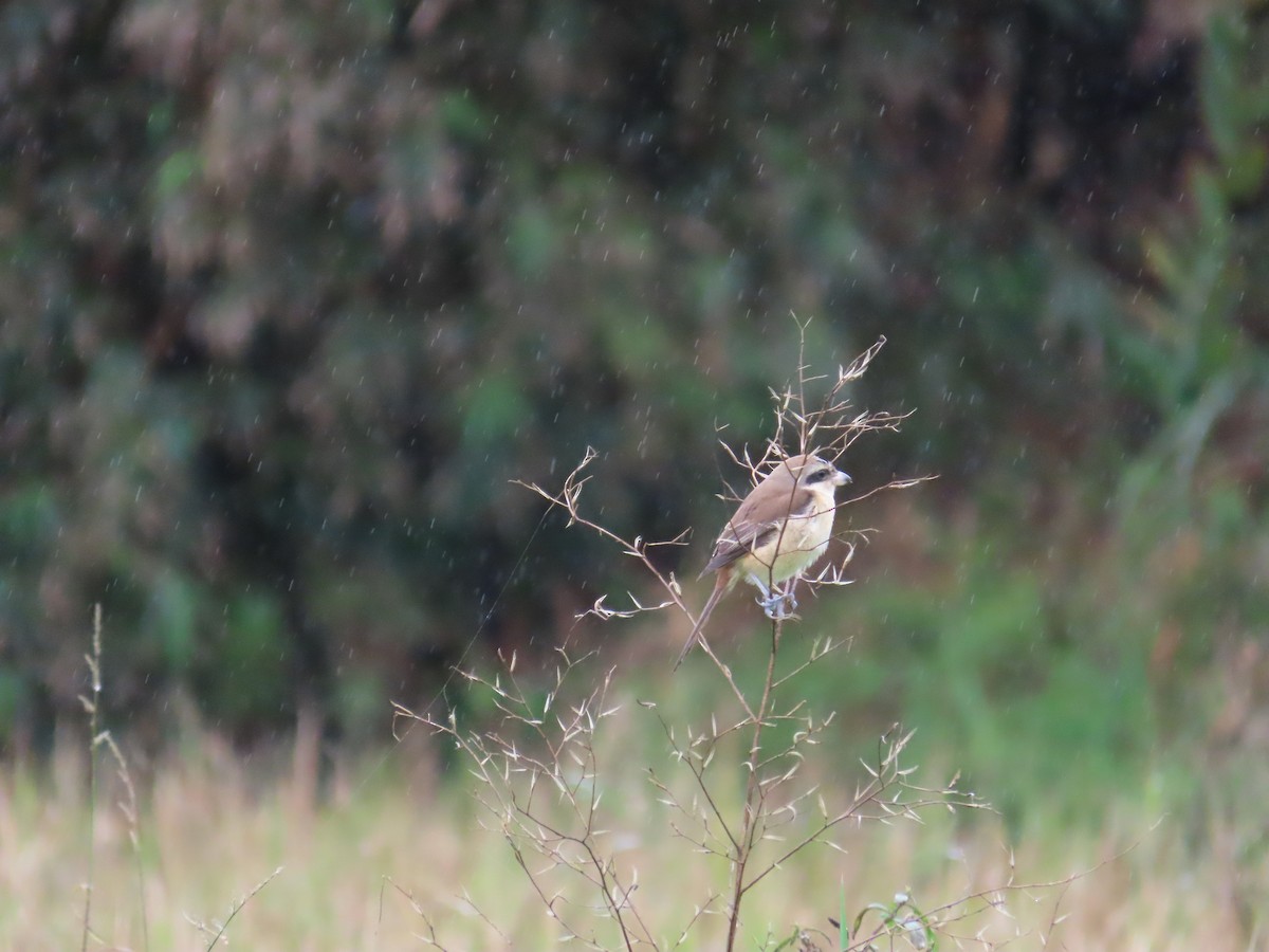 Brown Shrike (Brown) - ML627946310