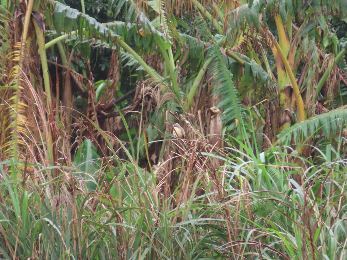 Brown Shrike (Brown) - ML627946312