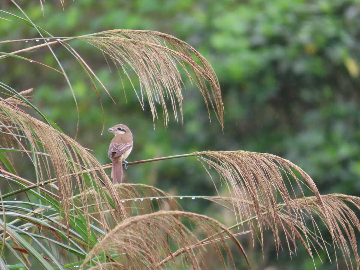Brown Shrike (Brown) - ML627946374