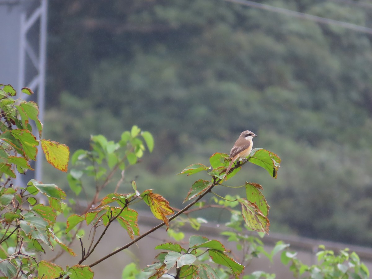 Brown Shrike (Brown) - ML627946402