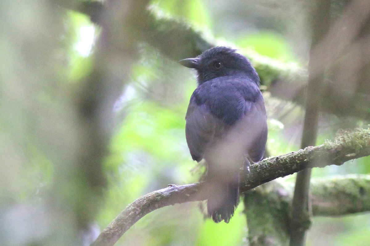 Uniform Antshrike - ML627946492