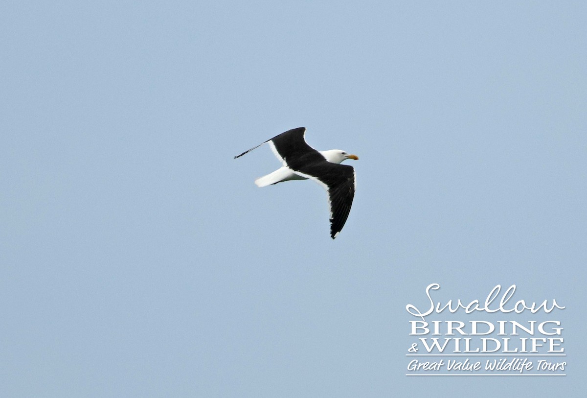Kelp Gull - ML627946497