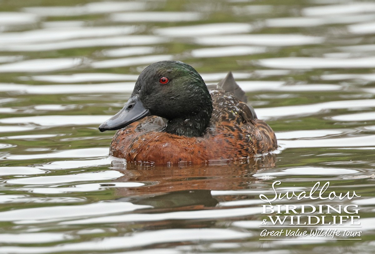 Chestnut Teal - ML627946549