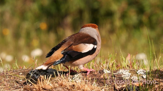 Hawfinch - ML627946759
