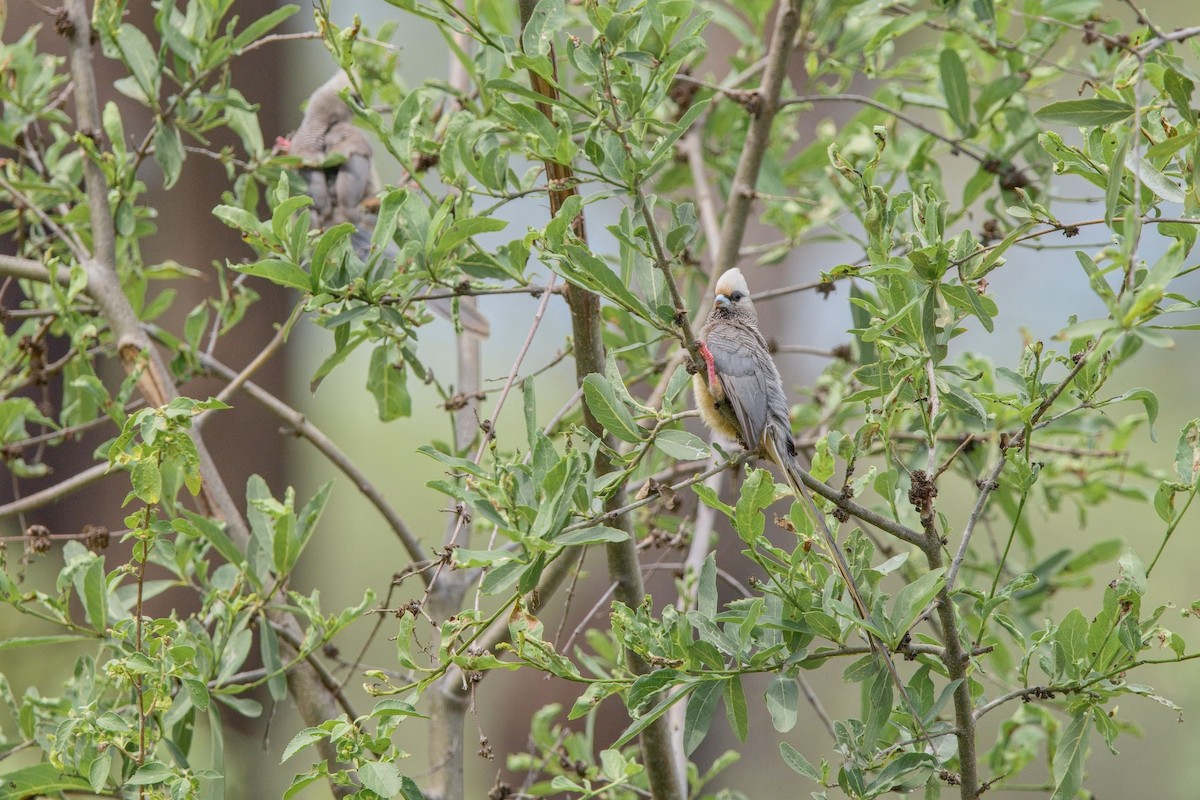 White-headed Mousebird - ML627946760