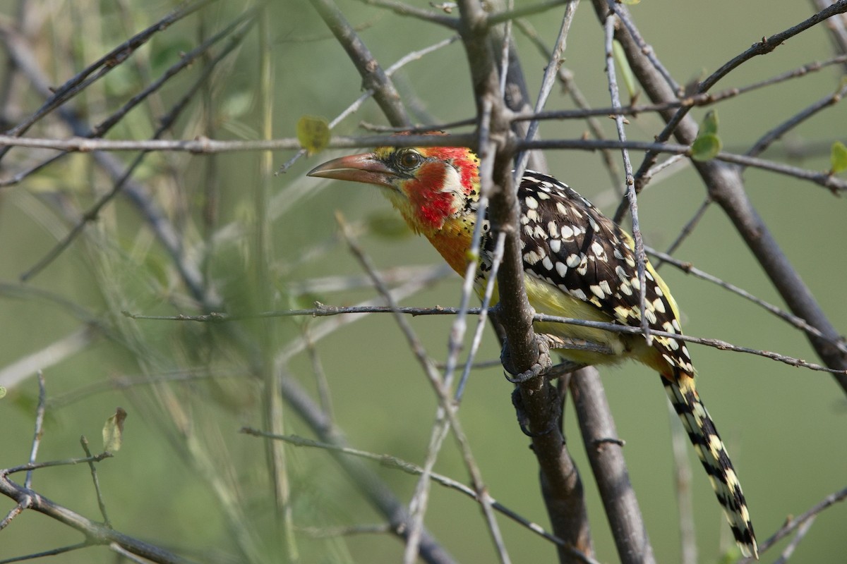 Red-and-yellow Barbet - ML627946798