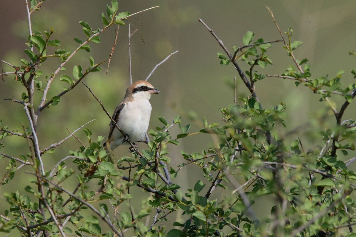 Red-tailed Shrike - ML627946812