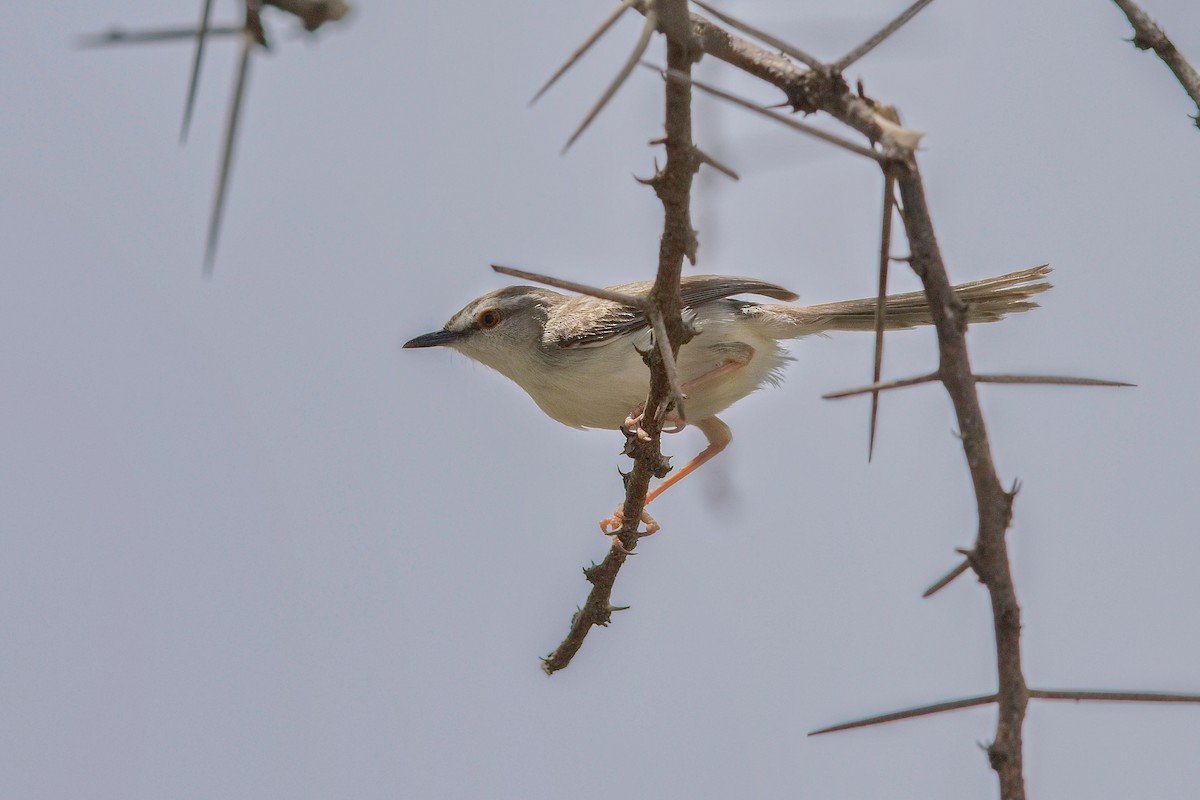 Pale Prinia - ML627946820