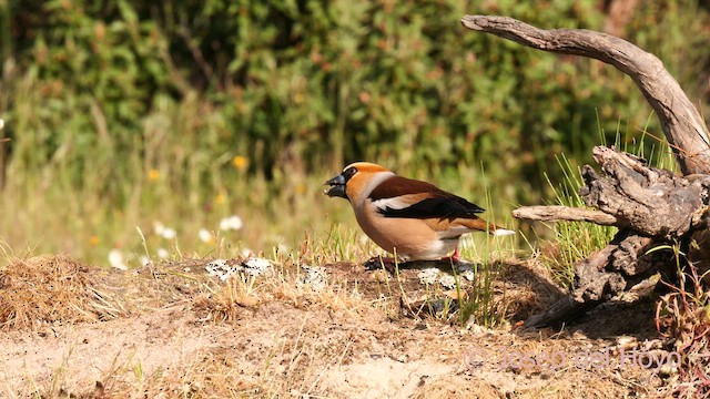 Hawfinch - ML627946850