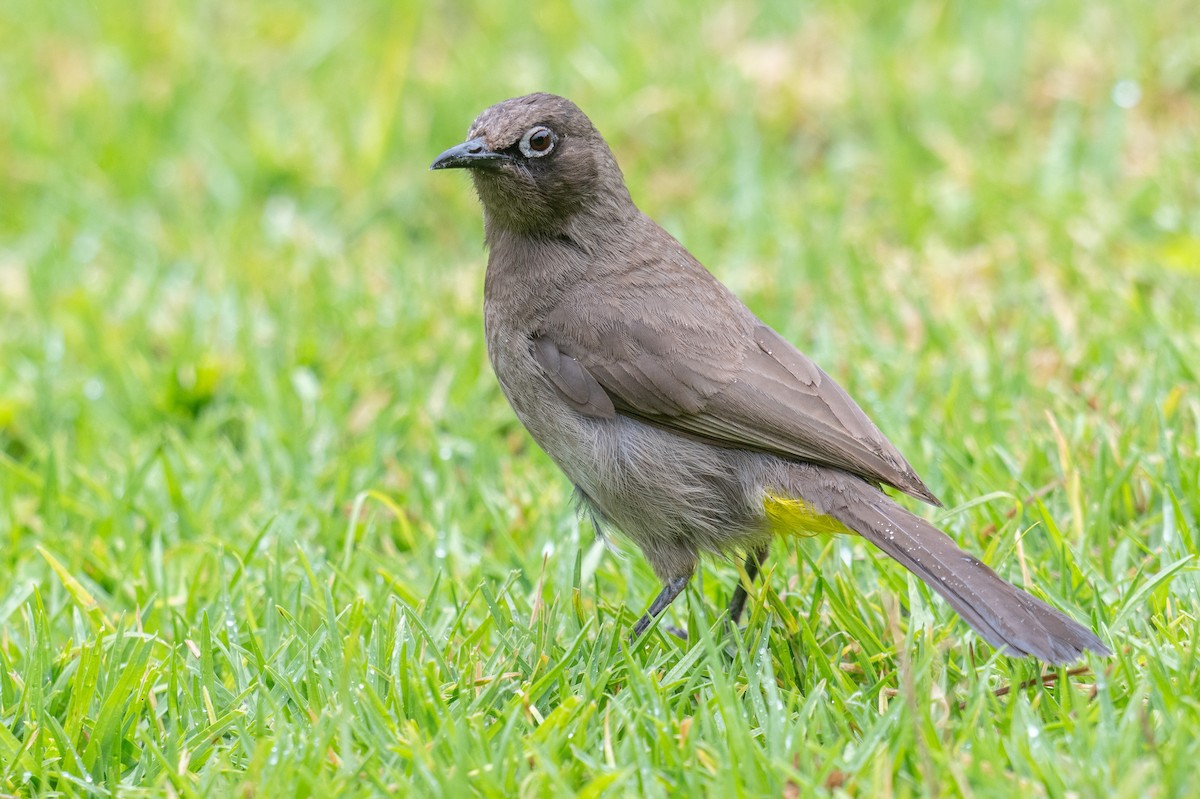 Cape Bulbul - ML627946869