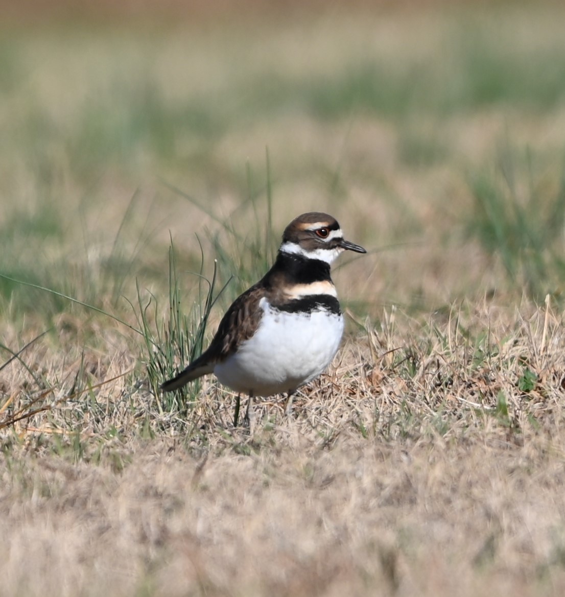 Killdeer - ML627946875