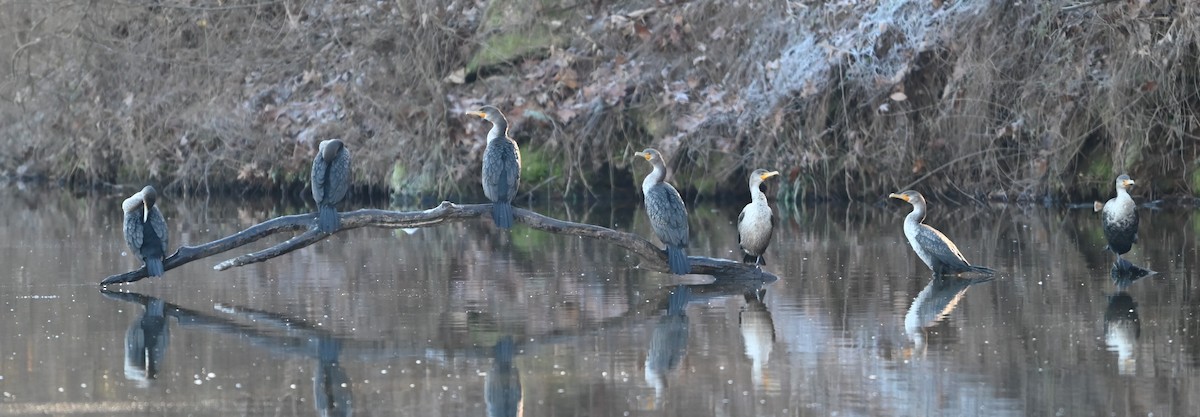 Double-crested Cormorant - ML627946878