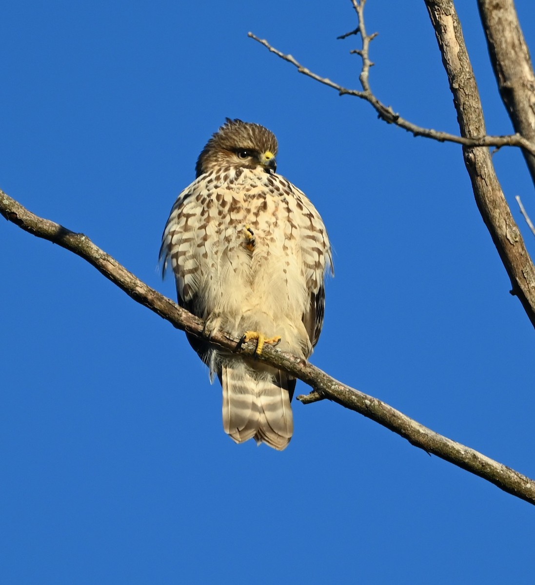 Rotschulterbussard - ML627946887