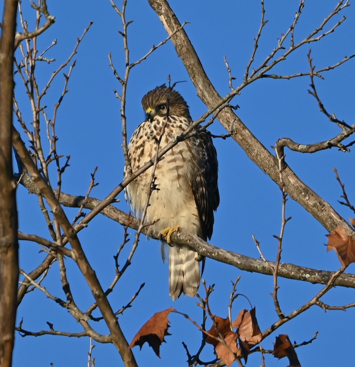 Red-shouldered Hawk - ML627946888