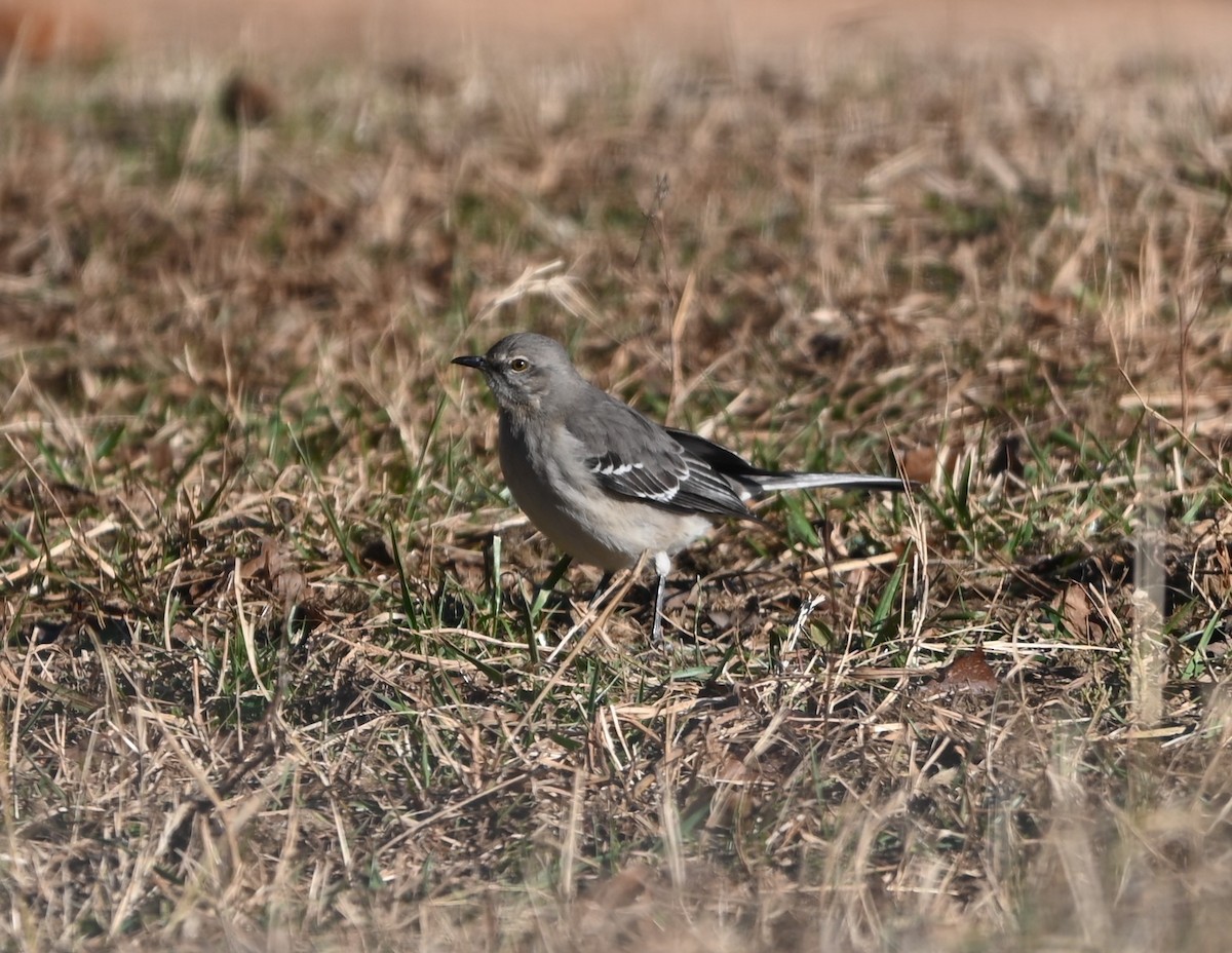 Northern Mockingbird - ML627946895