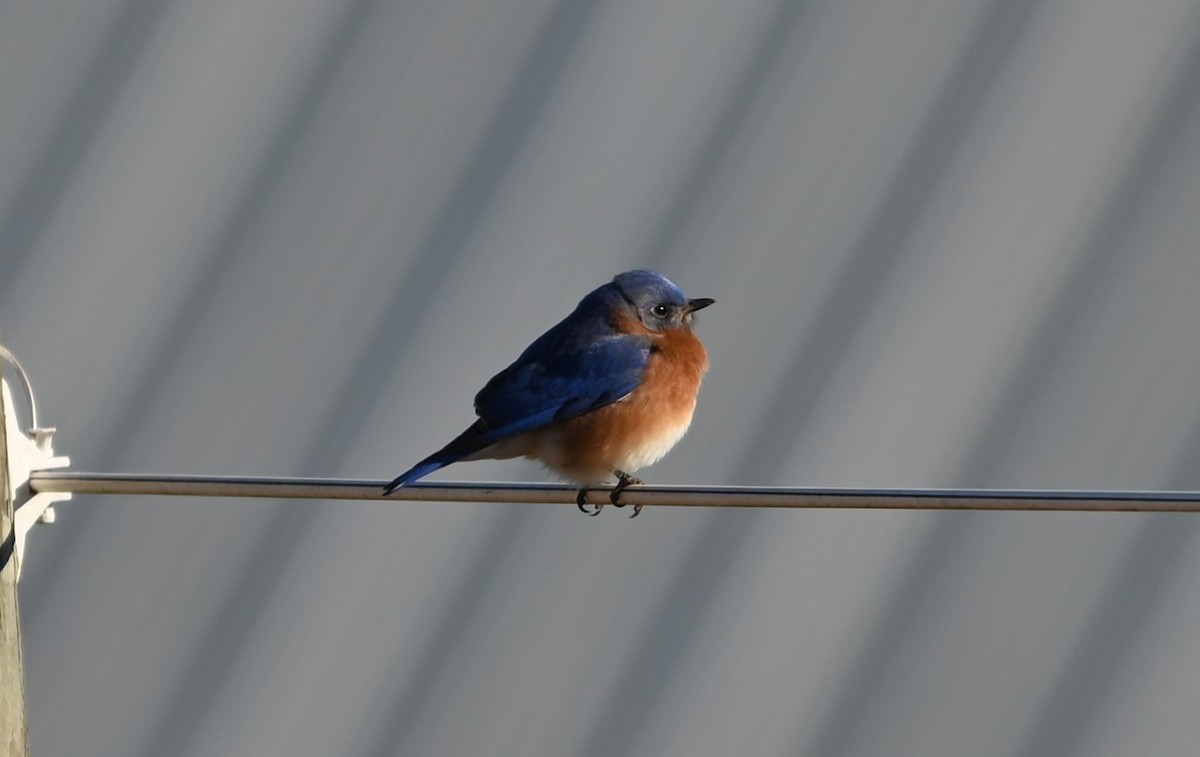 Eastern Bluebird - ML627946898