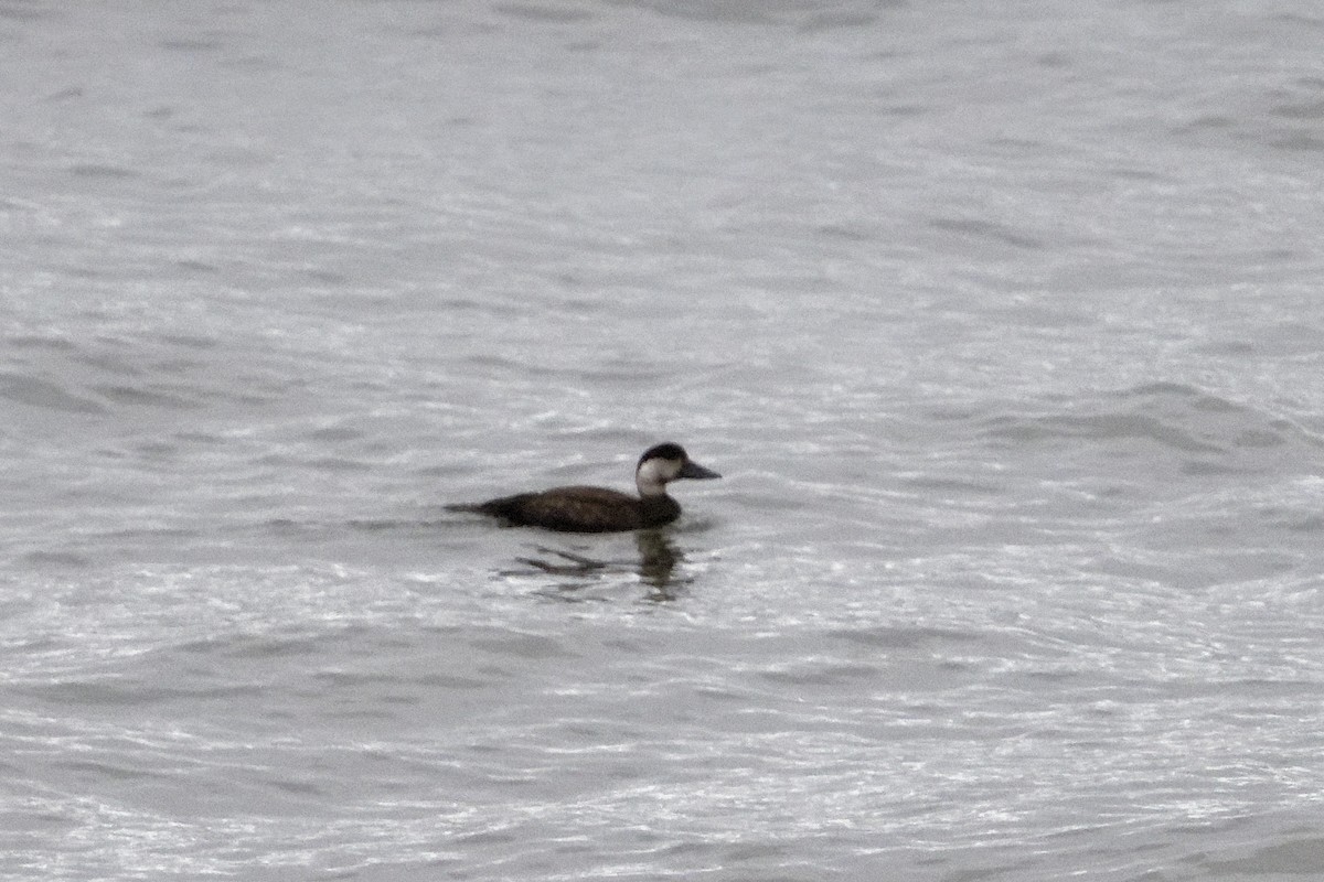 turpan černý - ML627946925