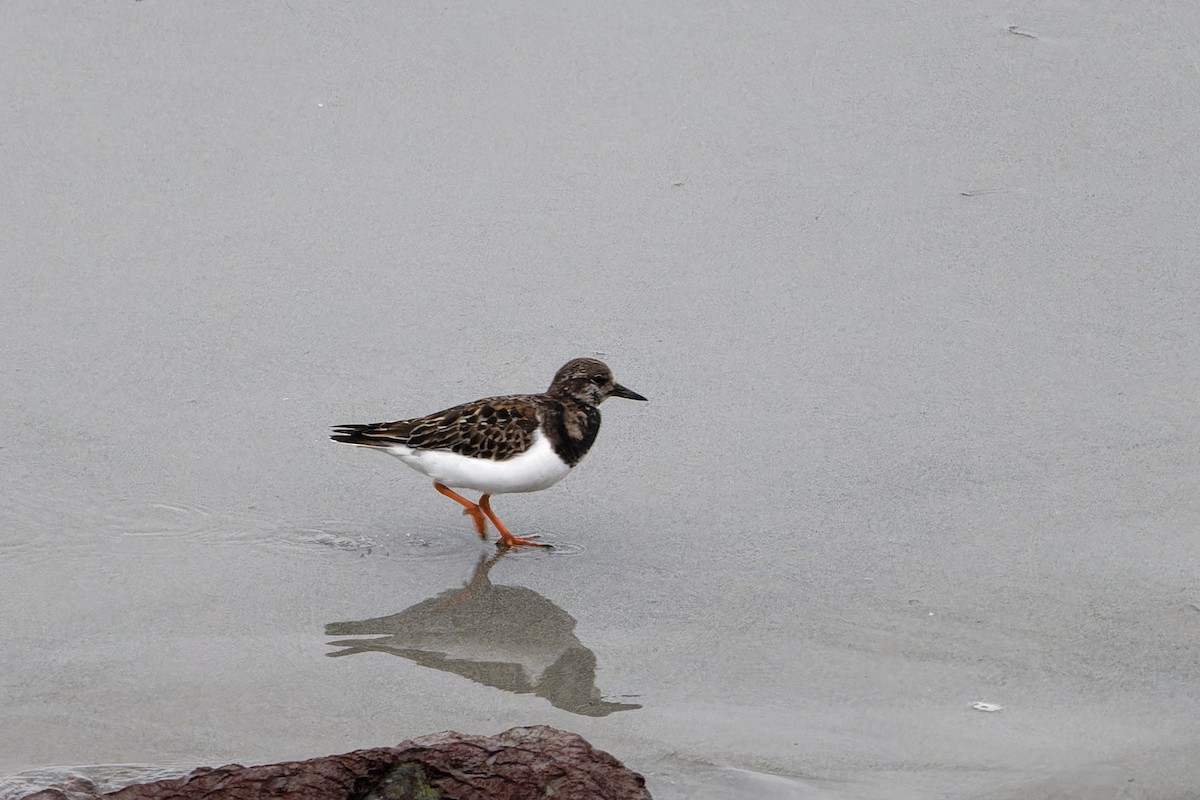 kamenáček pestrý - ML627946933