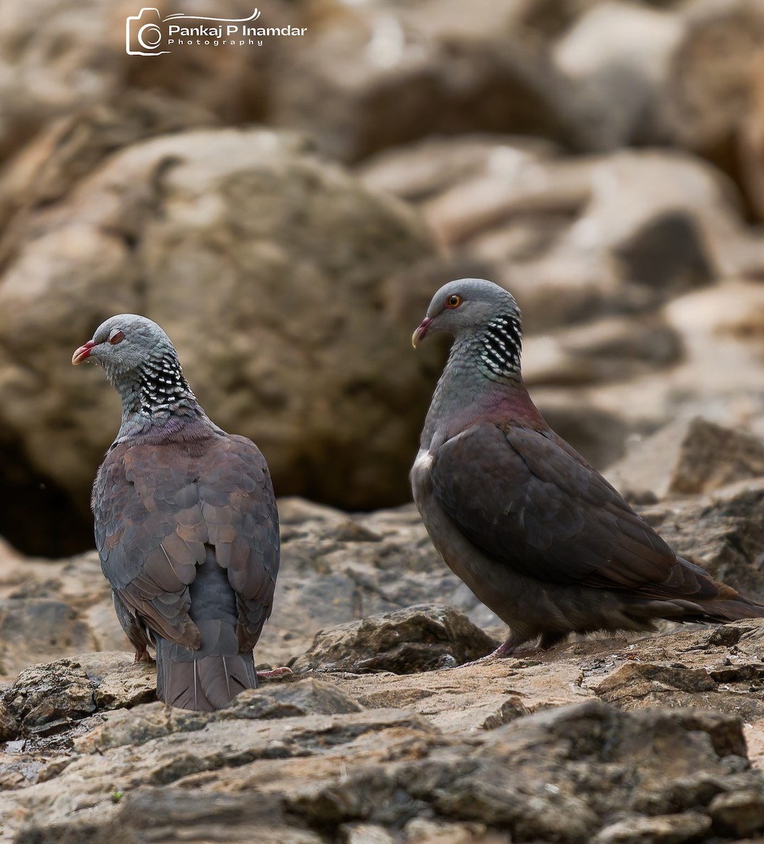 Nilgiri Wood-Pigeon - ML627946935