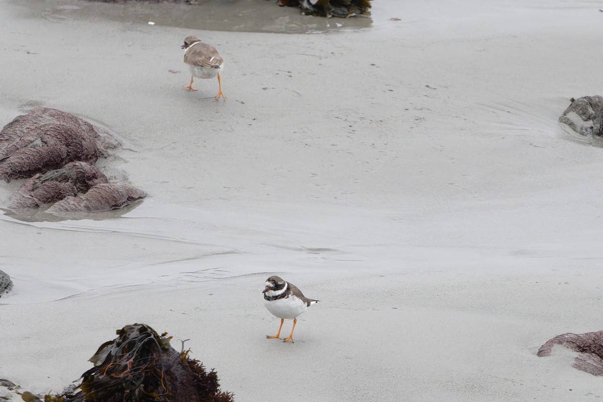 kulík písečný - ML627946937