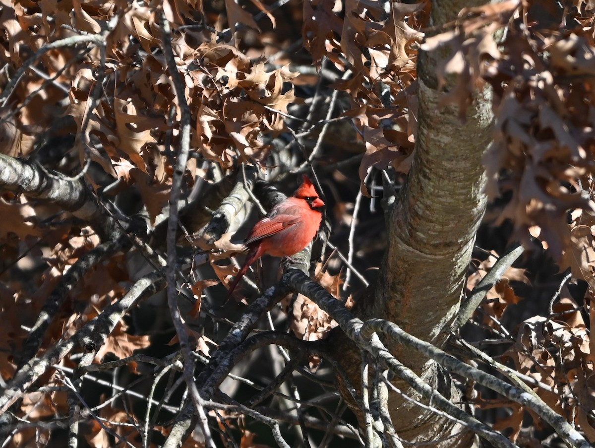 Northern Cardinal - ML627946975