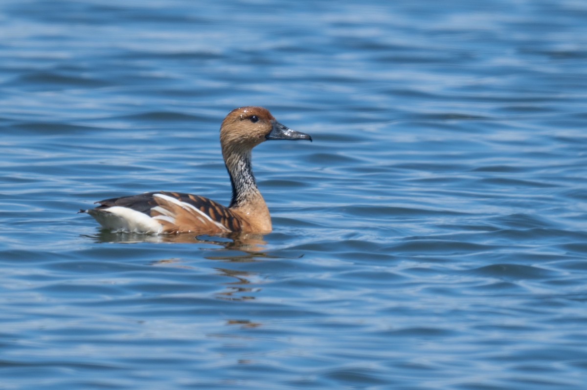 Fulvous Whistling-Duck - ML627947045