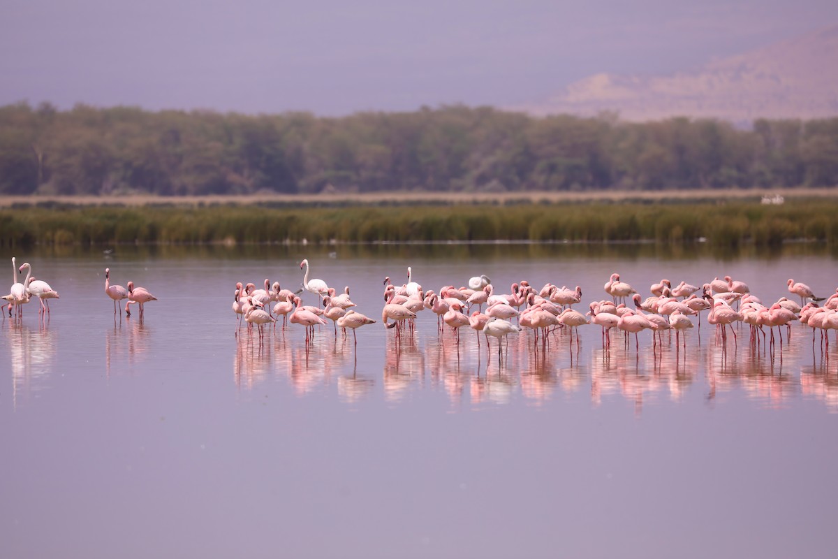 Lesser Flamingo - ML627947107