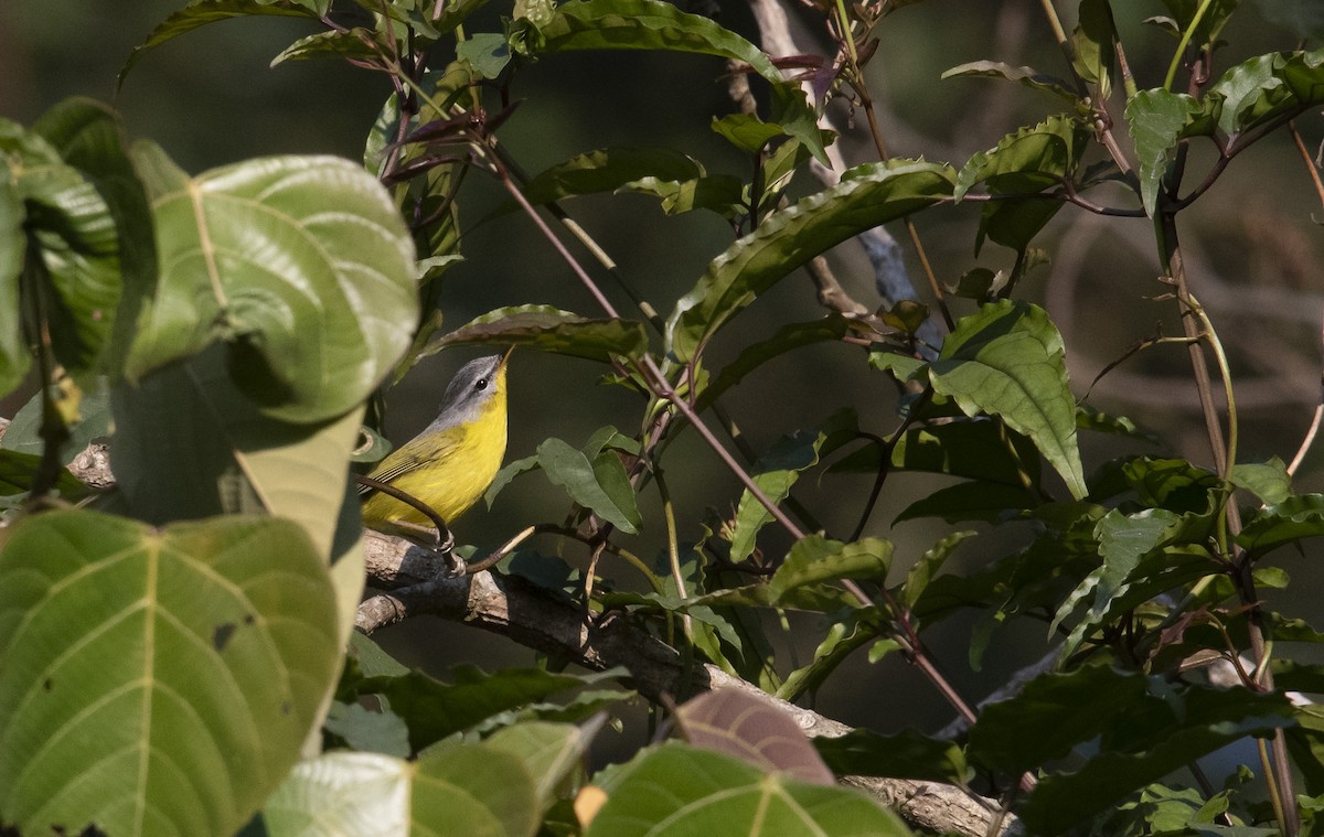 Gray-hooded Warbler - ML627947127