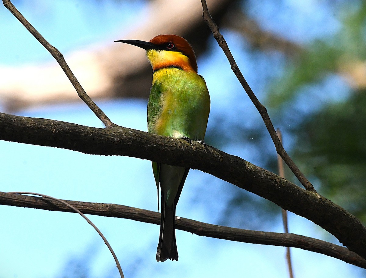 Chestnut-headed Bee-eater - ML627947234