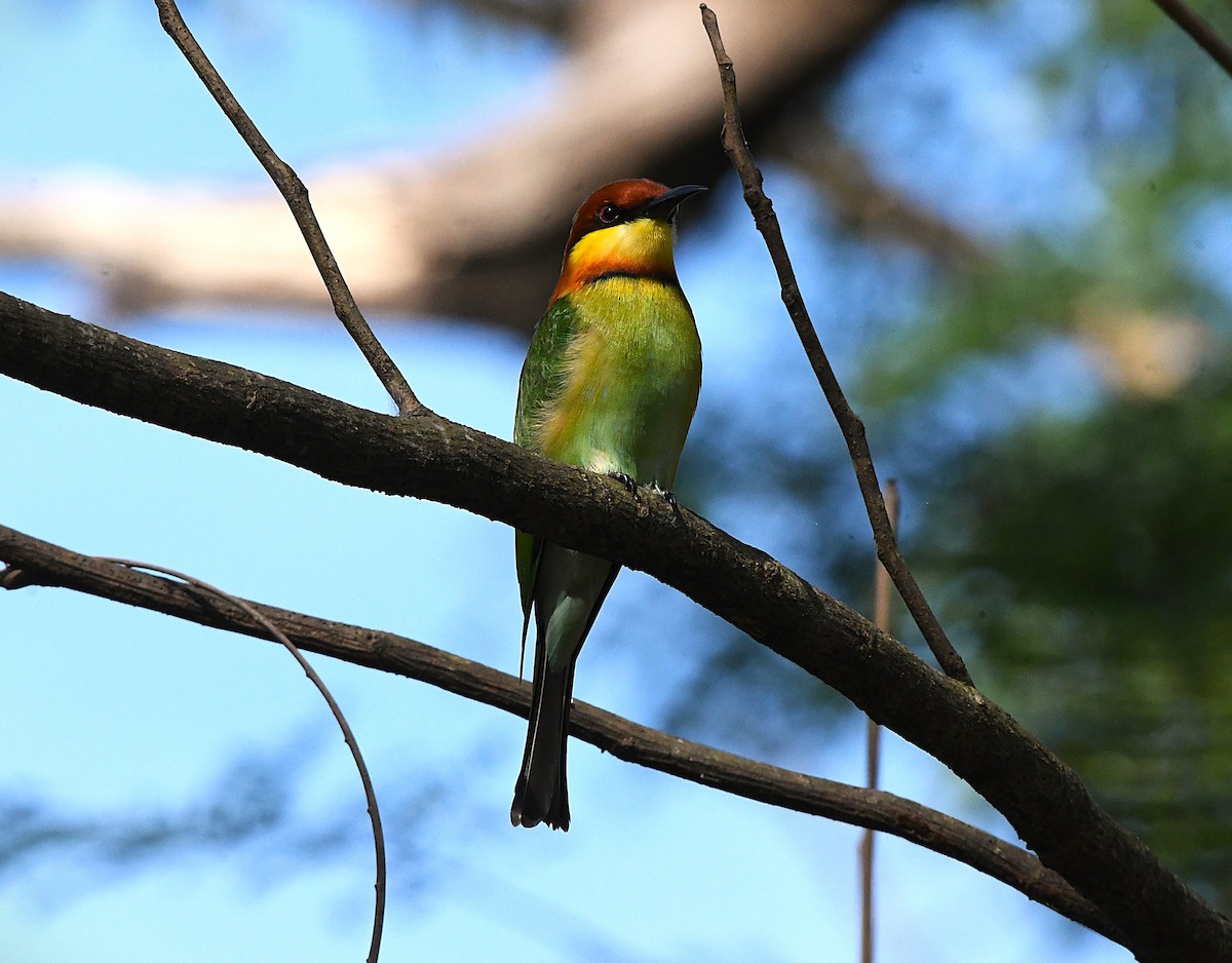 Chestnut-headed Bee-eater - ML627947255