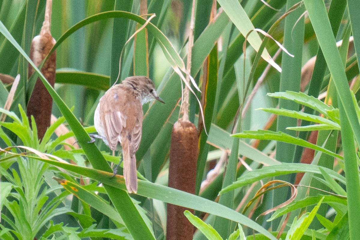 Lesser Swamp Warbler - ML627947284