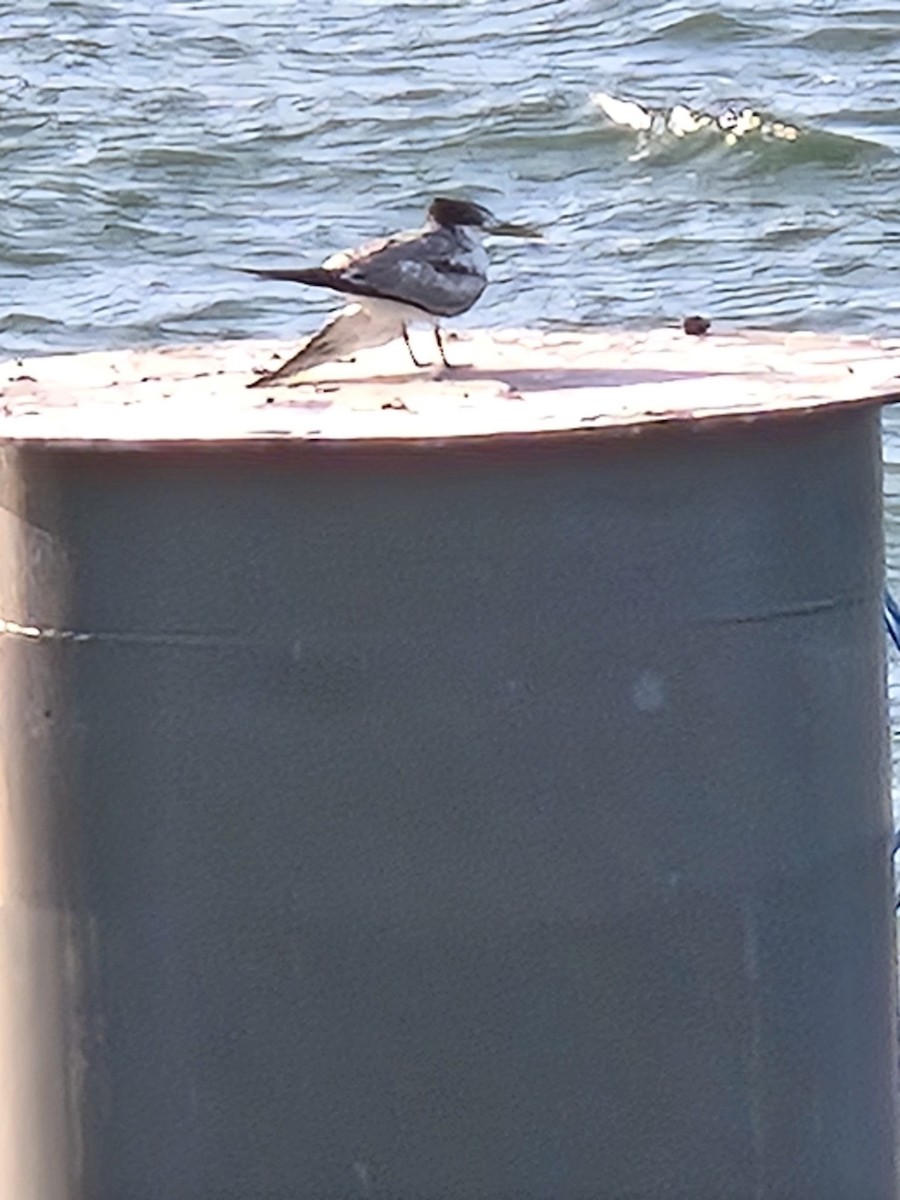 Great Crested Tern - ML627947314