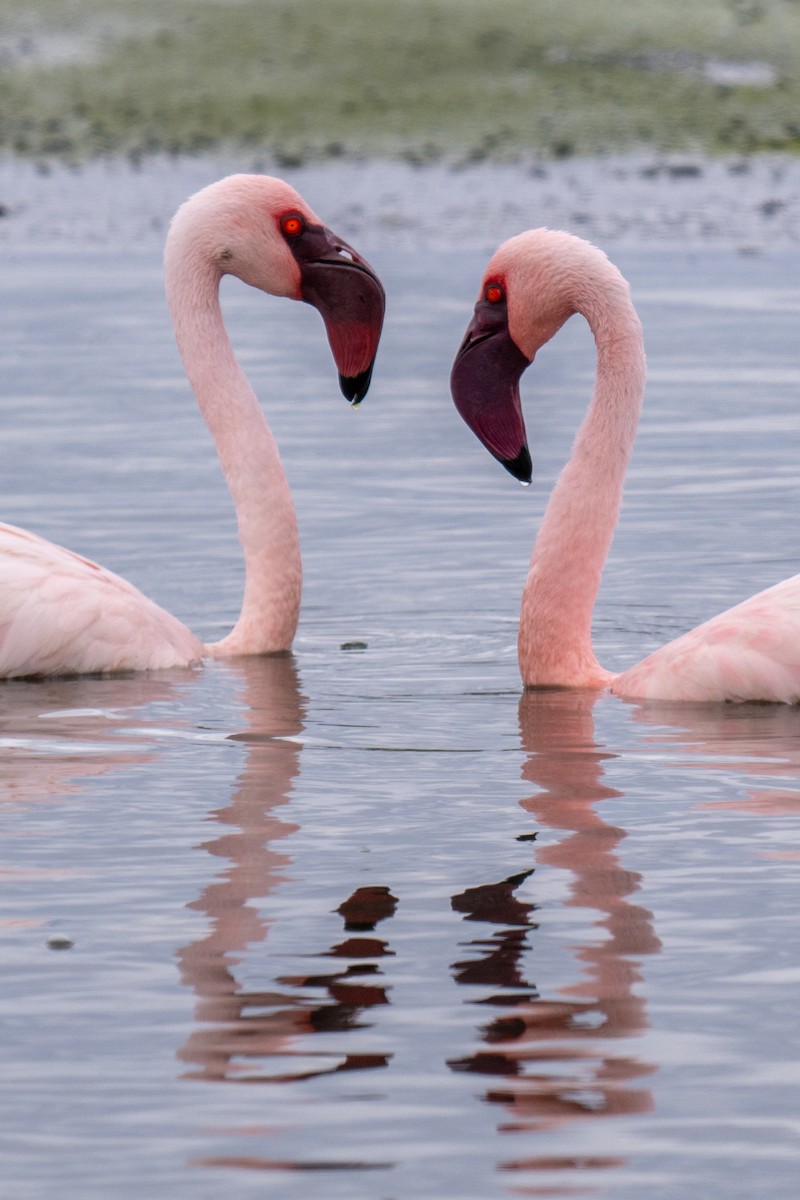 Lesser Flamingo - ML627947322