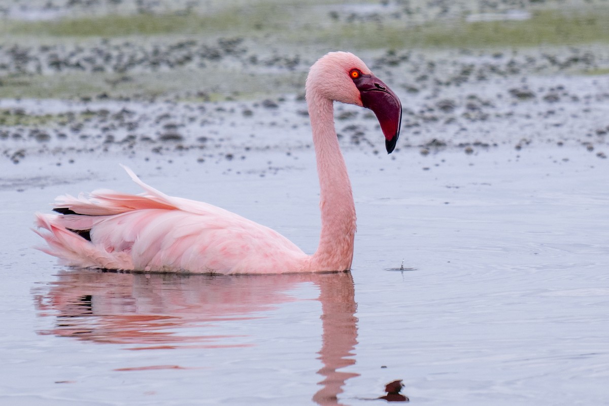 Lesser Flamingo - ML627947326