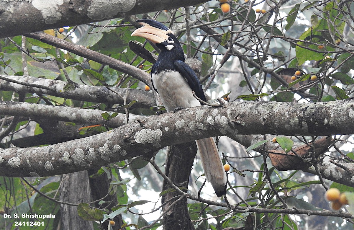 Malabar Pied-Hornbill - ML627947342