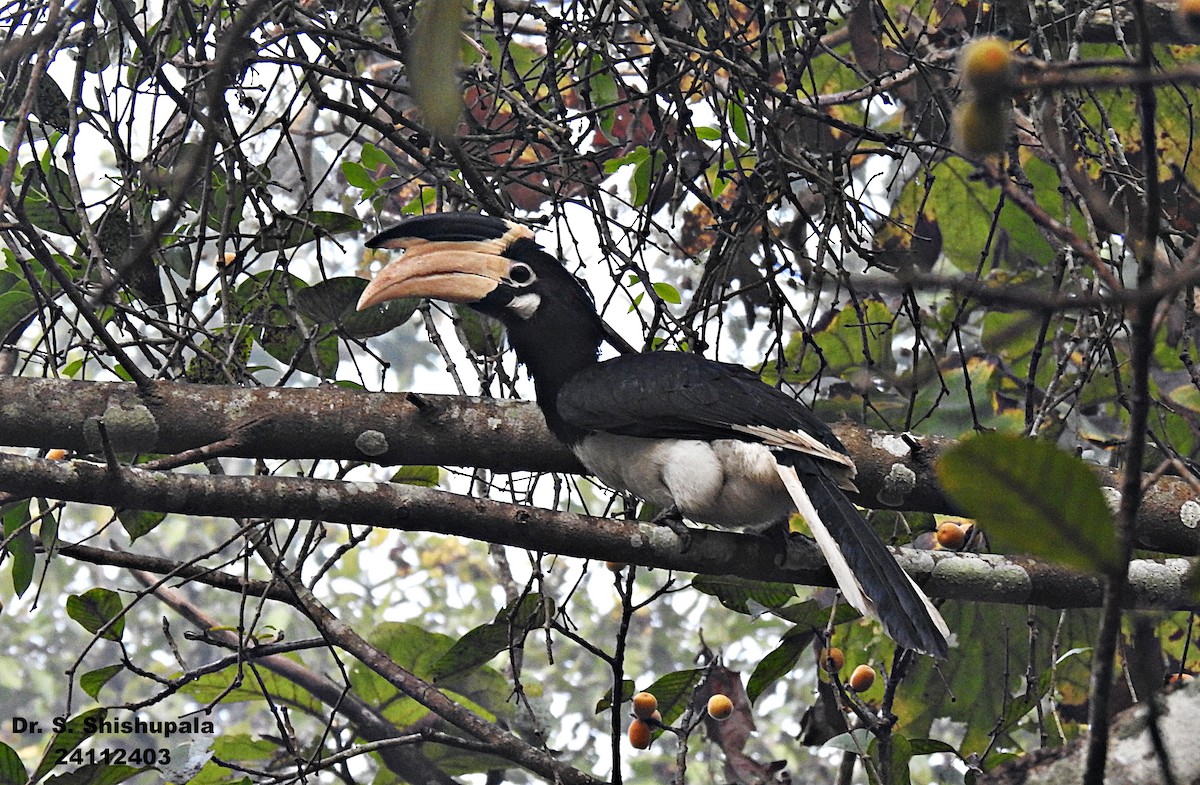 Malabar Pied-Hornbill - ML627947345