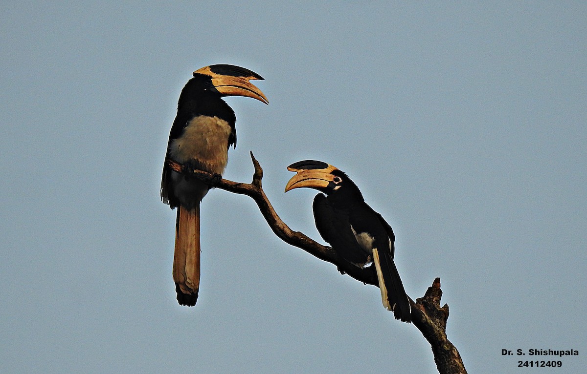 Malabar Pied-Hornbill - ML627947354