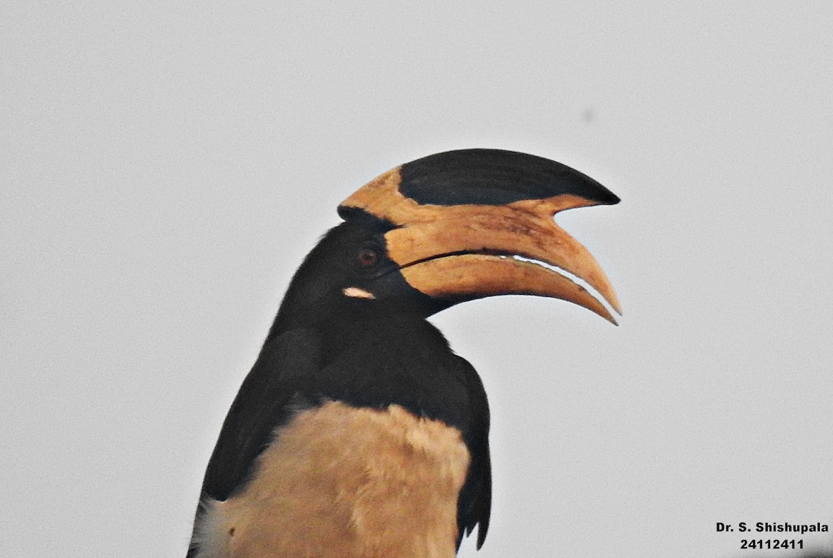 Malabar Pied-Hornbill - ML627947357