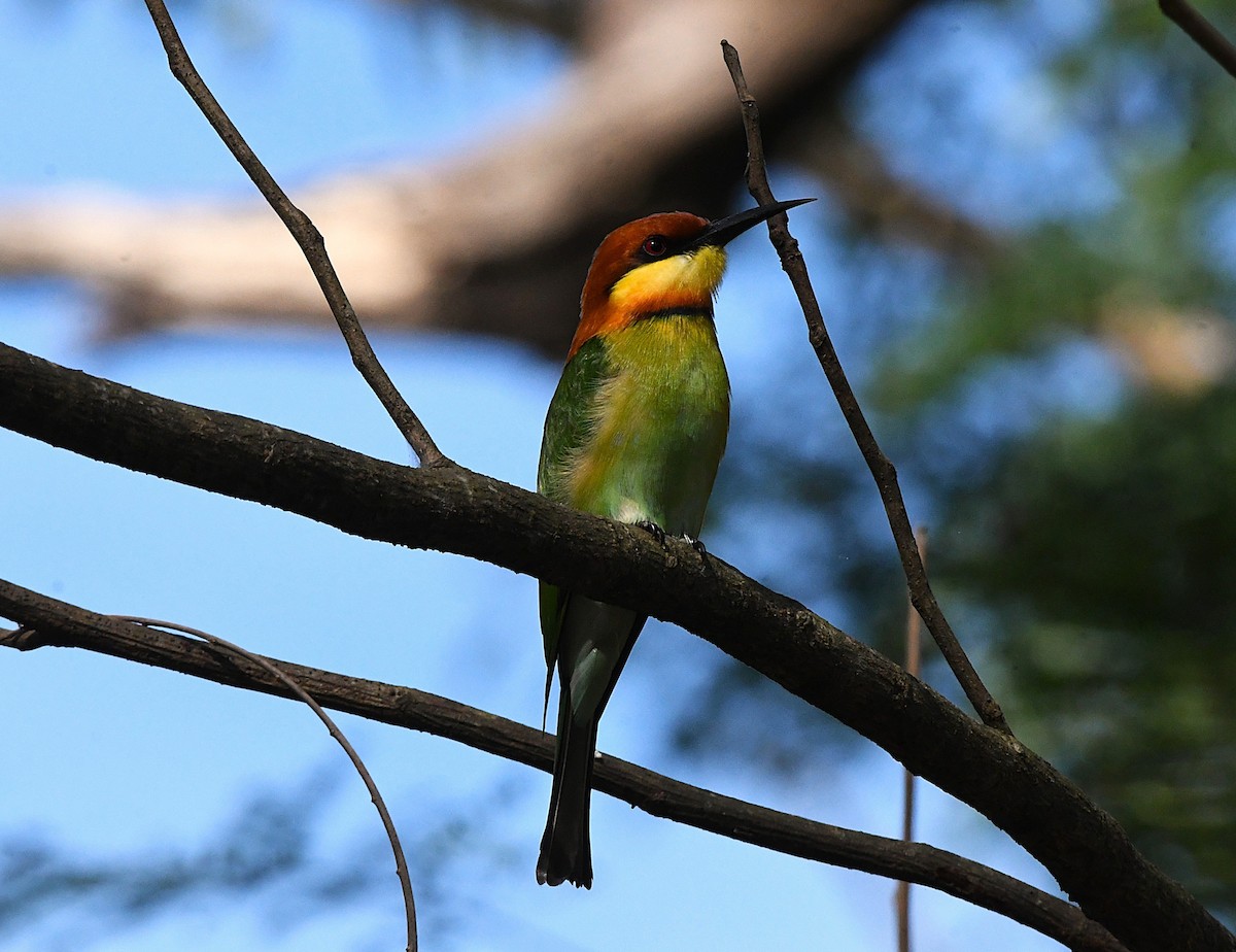 Chestnut-headed Bee-eater - ML627947393