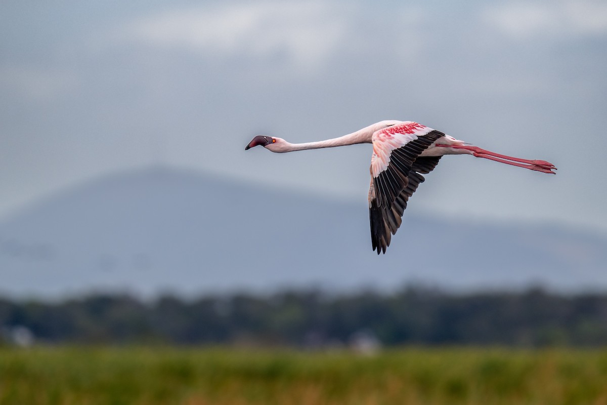 Lesser Flamingo - ML627947395