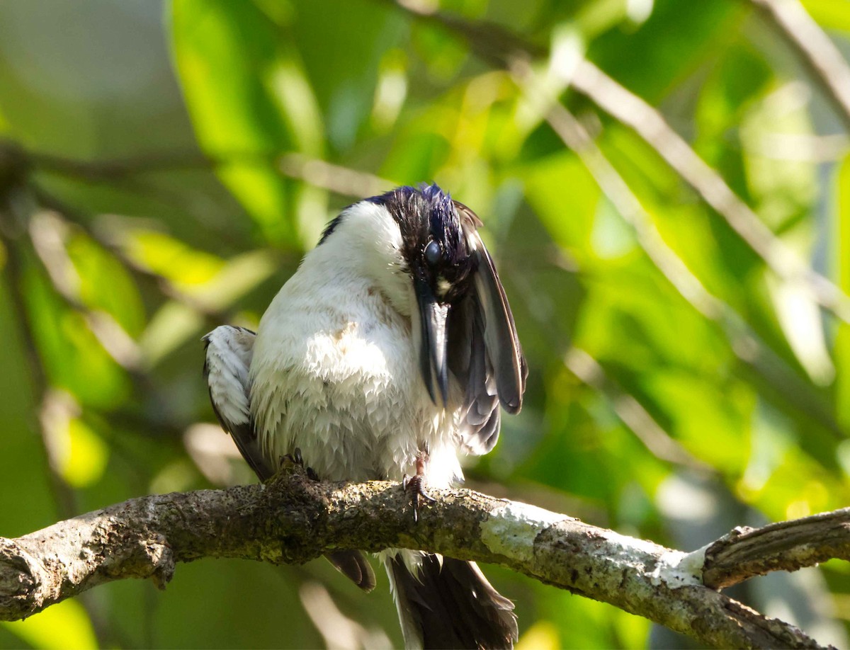 Forest Kingfisher - ML627947399