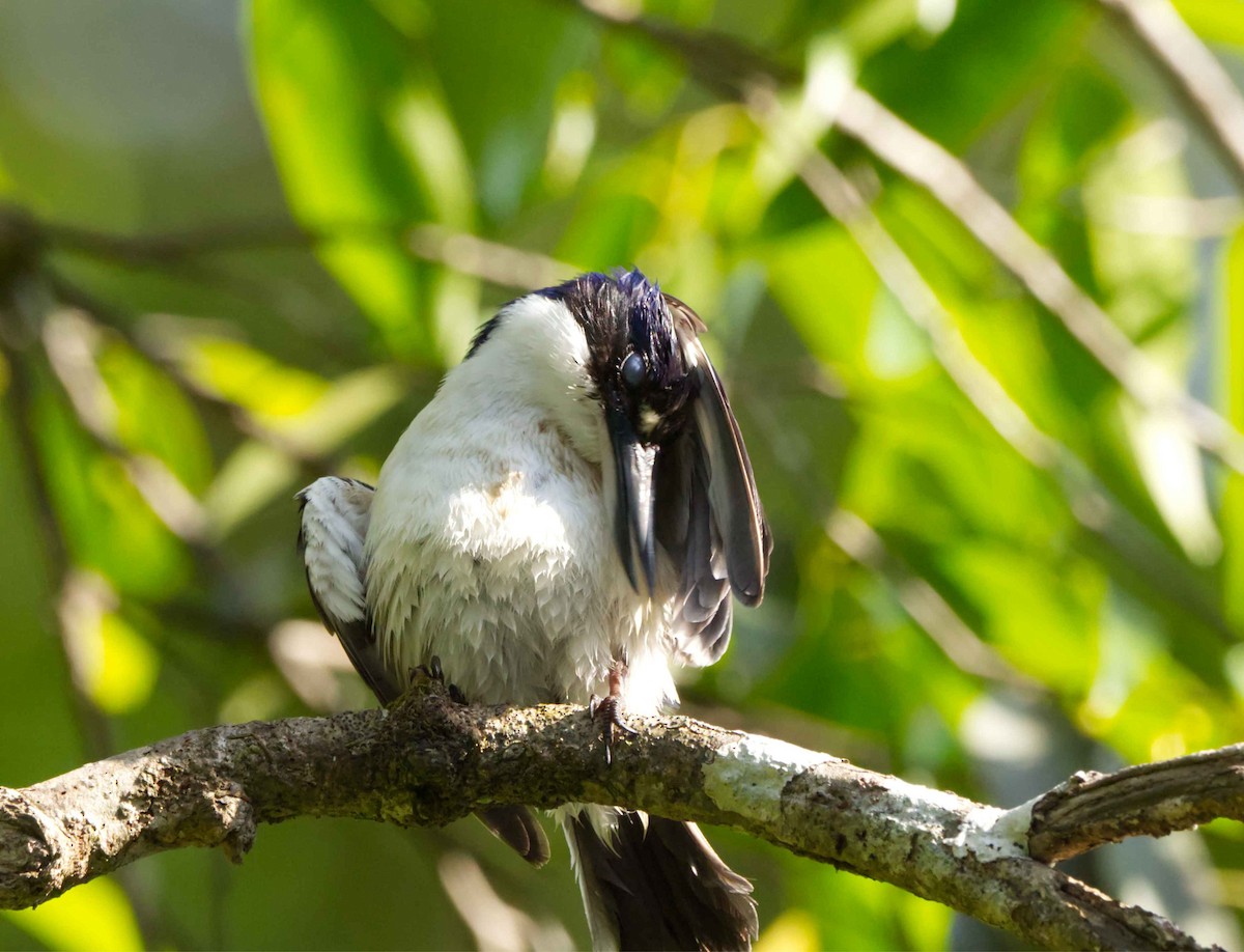 Forest Kingfisher - ML627947399