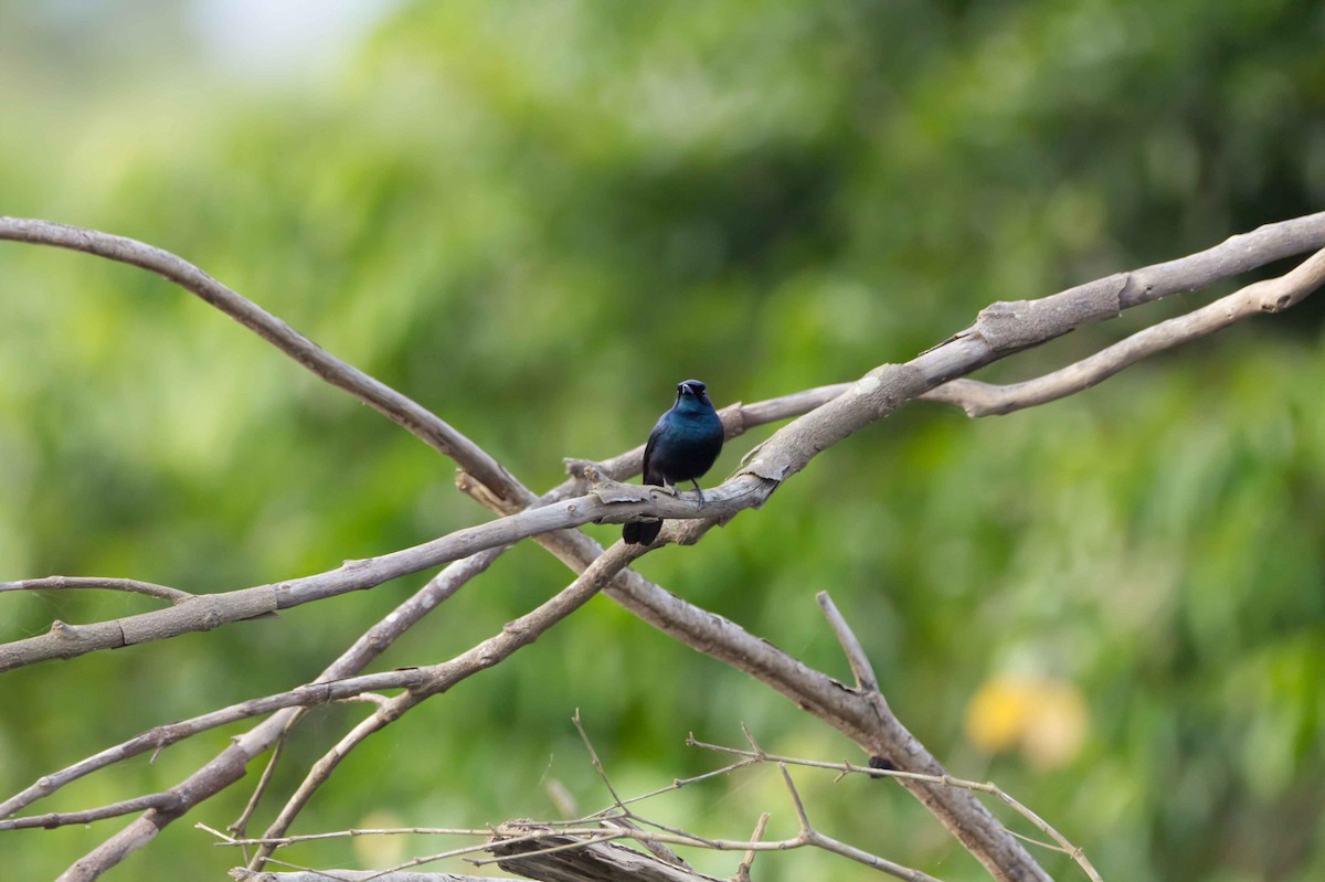 Shining Flycatcher - ML627947401