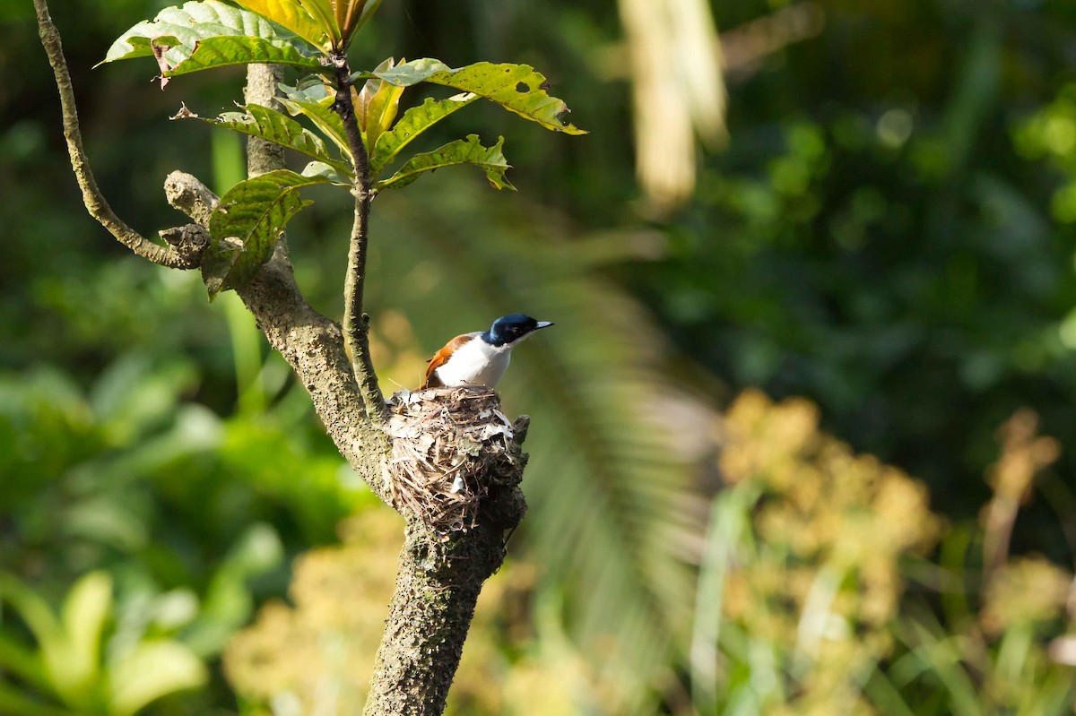 Shining Flycatcher - ML627947402