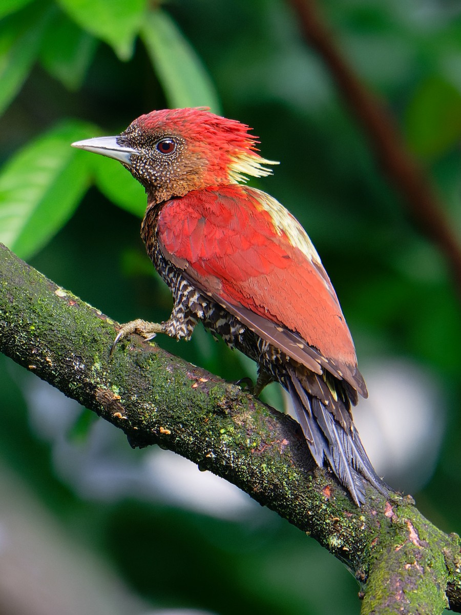 Banded Woodpecker - ML627947434