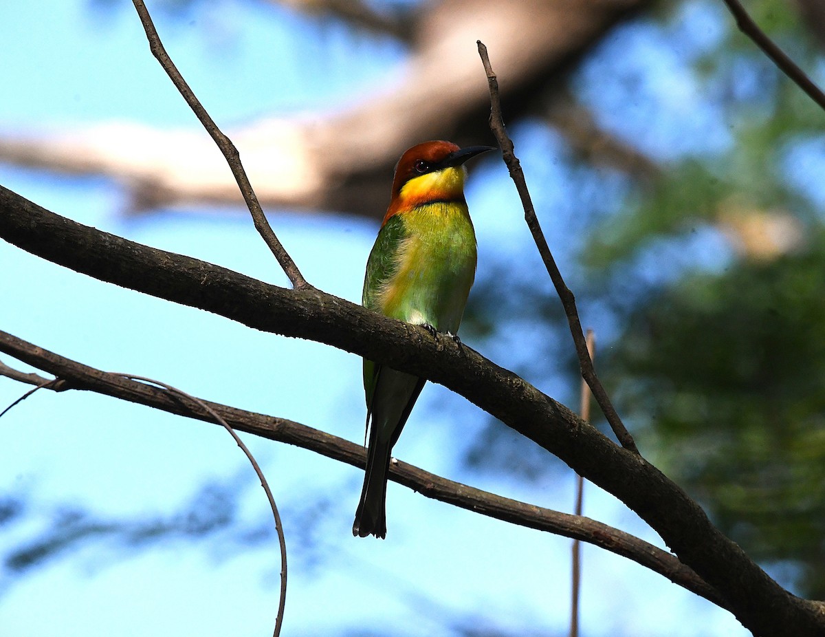 Chestnut-headed Bee-eater - ML627947435